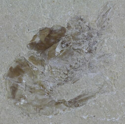 Cretaceous Fossil Shrimp - Lebanon #61541